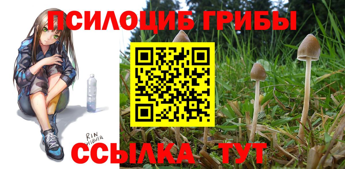 Псилоцибиновые грибы GOLDEN TEACHER  Галлюциногенные грибы Psilocybe  цены наркотик  Нефтекамск  Вход с VPN 
